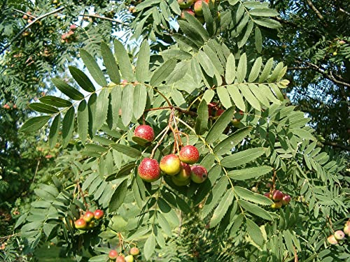 Vivaio Garden Forest, Sorbo domestico (Sorbus domestica) - Albero caducifoglio rustico e longevo, Da frutto e ornamentale, Resistente a freddo e siccità, Per giardino e campagna