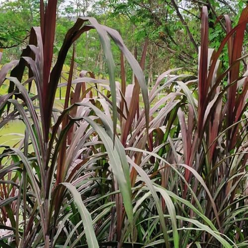 Semillas de elefante, de jardín de rocas resistentes variedades antiguas verdes semillas de balcón 300pcs