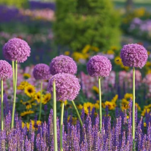 bulbi di allium - allium giganteum - da giardino aglio ornamentale da balcone arredamento del soggiorno bulbosi tappezzanti appartamento esotiche 5pcs