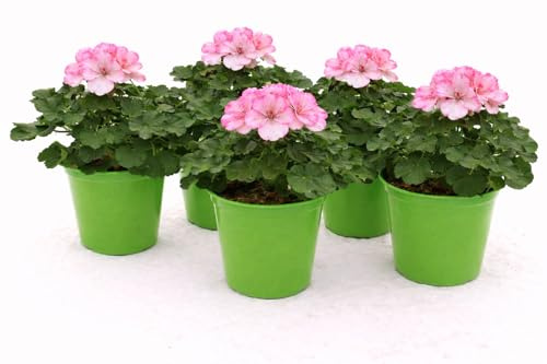 POWERS TO FLOWERS - GERANIO ZONALE SUNRISE HOLLY, PELARGONIUM, 5 PIANTE VASO 14, ROSA BICOLORE, piante vere