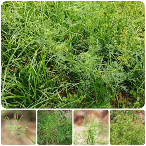 semi di cerfoglio Semi di aromatiche, resistenti in vaso cerfoglio serra balcone cucina aromatiche da giardino organiche per la copertura del terreno per 300semi