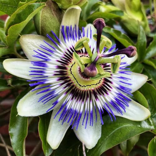 Graines de Fruit de la passion - Passiflore fleur de la passion - Sachet de 15 graines - Graines de style - Entreprise française