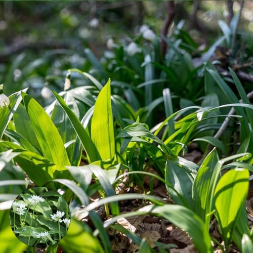 350 pcs bärlauch samen kaufen - winterharte kübelpflanzen gartenblumen bärlauchsamen kräutergarten geschenk wiesensaatgut gartensamen kräutersamen blumensamen geschenk garten geschenke