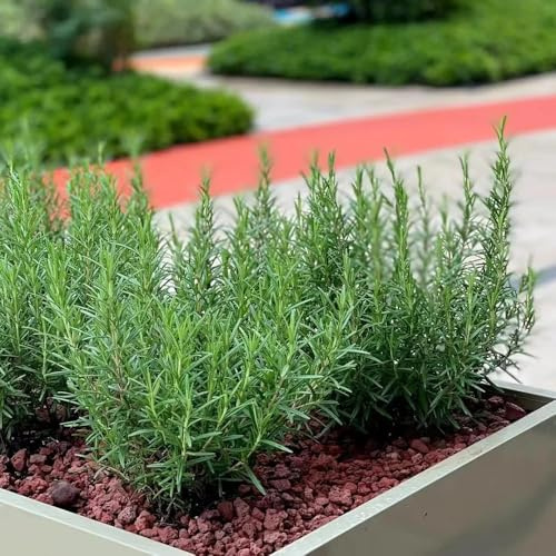 romero - semillas de jardín semillas de cocina orgánicas orgánicas balcón resistentes para camas 650pcs