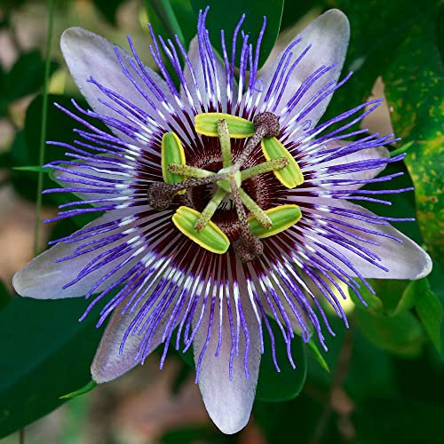 GardenersDream Passiflora Purple Haze Plant - Semi Evergreen Climber with Passion Flowers - Garden Ready Outdoor Plant for Containers, Walls, Trellises and Fences (9cm Pot, 20-30cm)