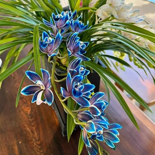 Cymbidium Facile Da Mantenere rari Crescita Rapida Bellissimo Giardino,(Steli grandi,senza semi,non artificiali)-3tuberi-A