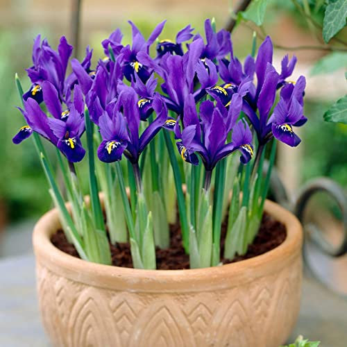 30 Blue Magic Dwarf iris Bulbs reticulata Autumn Gardening Corm Spring Flower