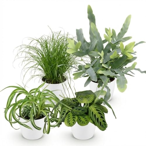 Green boutiQ - Plante d'intérieur - Chlorophytum - Cyperus - Phlebodium - Marantha - Mix de 4 - Plantes Amicales pour Animaux - Vert - 4 Plantes - avec Potter Blanc - Pot 12cm - Hauteur 25cm