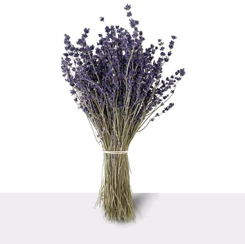 DECOALIVE Flor Preservada de Lavanda Ramo de Flores Naturales, 8435712003070