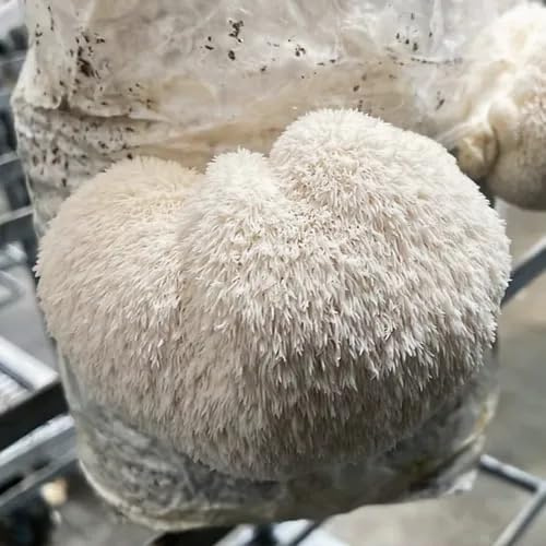 Myko-Bag Lion’s Mane Pilzzucht-Set | Igelstachelbart selber züchten – Superfood, Trendpilz & Functional Food | mehrfach erntefähig, handgemacht