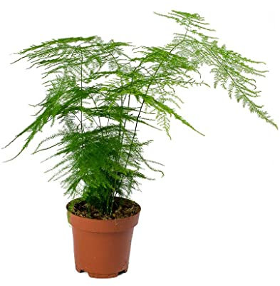 Planta Esparraguera Natural Helecho Plumoso, Helecho Brisa o Espuma de Mar