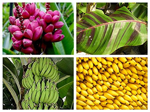 4 Packets Banana Seed Collection Seeds Musa sikkimensis Musa Velutina Musa Acuminata Musa Itinerans by Pretty Wild Seeds