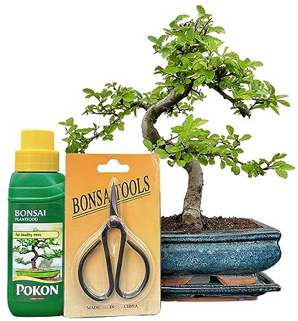 Bonsai Trees (7yr Old S Style Elm Gift Set)