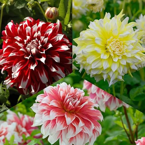 Riesen Dahlien Mischung XXL zweifarbig | 3 Stück | Blumenzwiebel | Knolle | Gelb | Orange | Rot | Weiß | 100% Blütegarantie | QFB Gardening