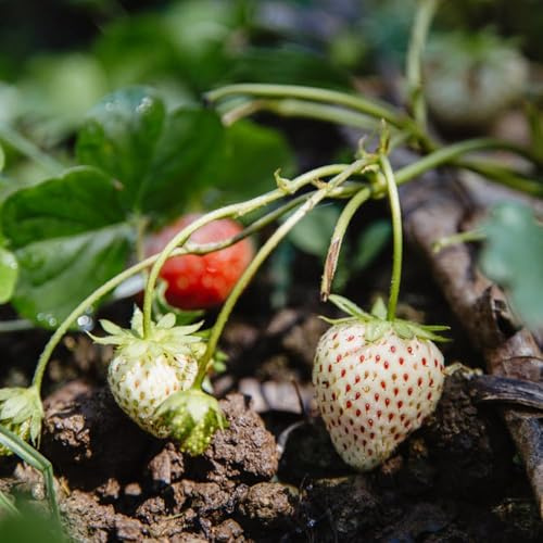 semillas de fresa perenne, semillas de columnar fresas trepadoras resistentes, fresa, bonsái exóticas resistentes, perennes 400pcs