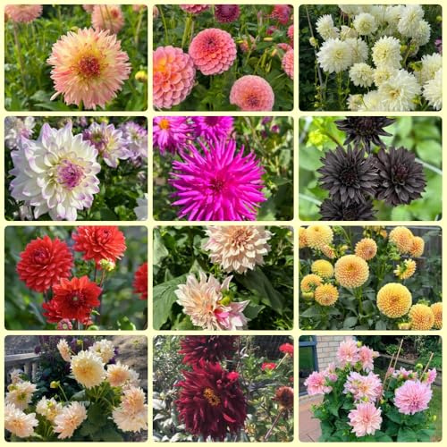 Bulbi di dalia, esotiche resistenti bulbi da giardino bulbosi Le perenni sono perenni 9pcs