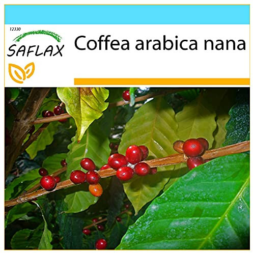 SAFLAX - Confezione regalo - Pianta di caffè - 8 semi - Coffea arabica nana