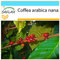 SAFLAX - Set regalo - Planta del café - 8 semillas - Con caja regalo/envío, etiqueta para envío, tarjeta de felicitación y sustrato de cultivo y fertilizante - Coffea arabica nana