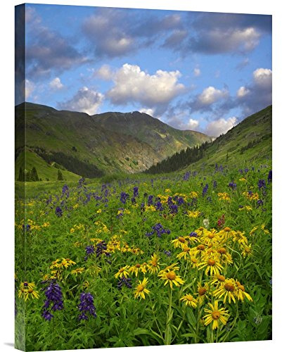 Global Gallery Budget GCS-396568-1824-142 Tim Fitzharris Orange Sneezeweed and Delphinium in American Basin Colorado Gallery Wrap Giclee on Canvas Print Wall Art