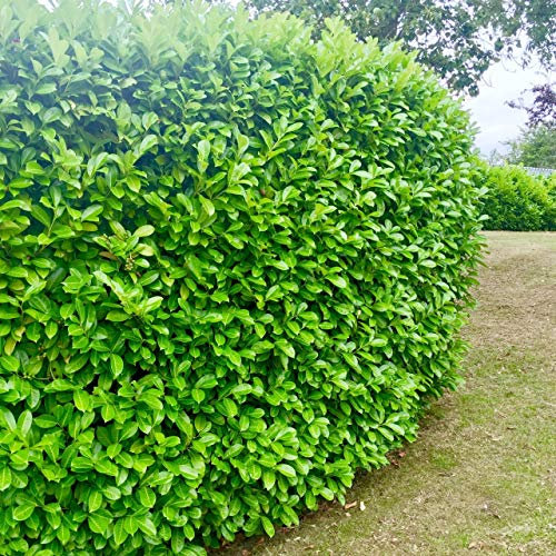 10 Cherry Laurel Evergreen Hedging 25-40cm Potted Not Bareroot by Sunnyside Nurseries