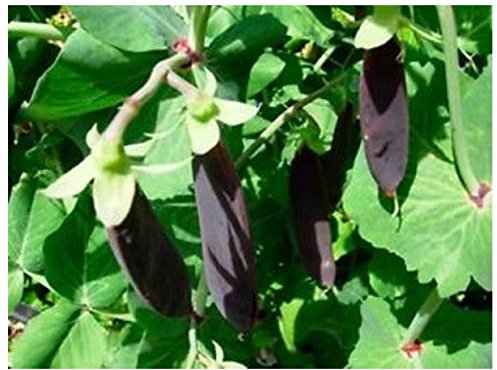 PREMIER SEEDS DIRECT - Pea - Purple MANGETOUT Snow Pea - Shiraz - 200 Seeds