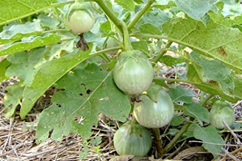 Thai Eggplant Seeds Petch Siam200 Vegetable Seeds, Heirloom From Thailand !