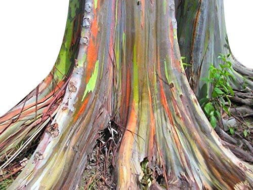 Regenbogenbaum - Eucalyptus deglupta - 10 Samen **Einzigartiges Farbspektakel**