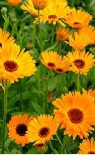 Just Seed - Flower - Calendula officinalis Nova - Pot Marigold - 500 Seeds