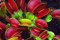 Pianta carnivora Dionaea muscipula, Venus Fly Trap, 30 semi
