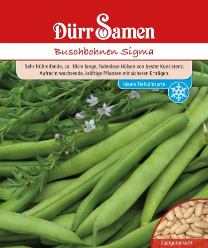 Dürr-Samen - Buschbohnen Sigma Saatgut