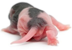 Reptile Centre Frozen Rat Pups 4-10g, Barcode 10-pack