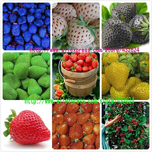 9kinds de semillas de la fresa, blanco, amarillo, azul, negro, rojo, verde, grandes fresas, subida, 900 semillas totales plants.bonsai jardín de la fruta
