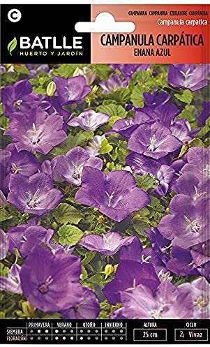 Campanula carpática enana azul