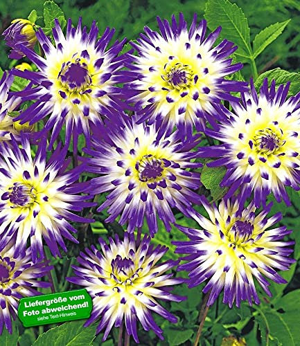 BALDUR Garten Dahlie Veritable, 2 Stück Kaktusdahlie Dahlia