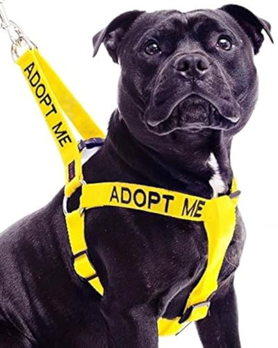 ADOPT ME (I Need A New Home) Gul färgkodad icke-dragande L-XL hundsele förhindrar olyckor genom att varna andra om din hund i förväg