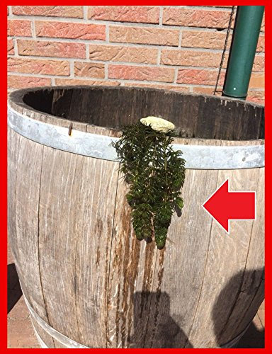 5 Bund/Portionen Hornkraut, Ceratophyllum demersum, für Teich