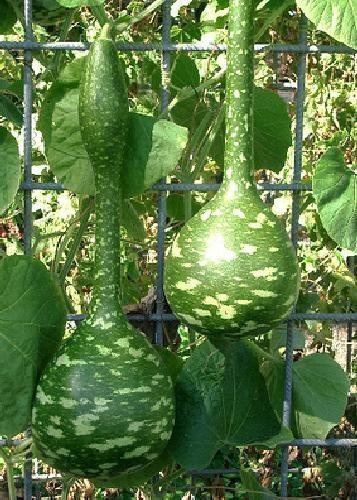 TROPICA - calabaza - gigantesca - calabaza botella (Cucurbita lagenaria) - 15 semillas