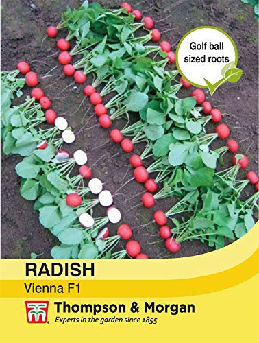 Thompson & Morgan - Vegetables - Radish Vienna F1 Hybrid - 300 Seed