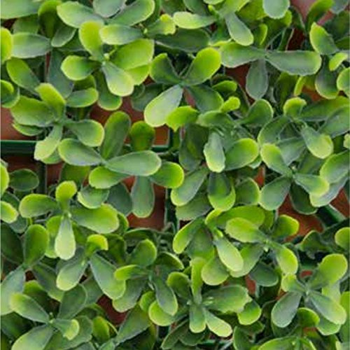 VERDELOOK | Sempreverde a Foglia Buxus Multicolore per Arredo Giardino 1x1 m, Siepe Artificiale Decorativa