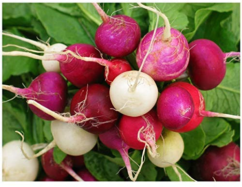 PREMIER SEEDS DIRECT - Radish Seeds - Mixed Coloured - Easter Egg - 1000 Seeds