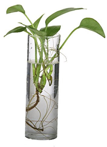 Vaso Vetro Trasparente Forma Di Cilindro Decorazioni Fiori Casa Ufficio, Appendibile, Misura 4,5 x 15 cm