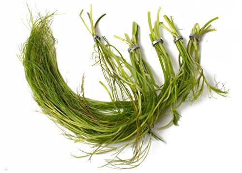 Lincolnshire Pond Plants Ltd Ranunculus aquatillis Oxygenating Pond Plant - Fish or Wildlife Pond and bog Aquatic Plants - 5 Bunches