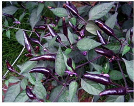 PREMIER SEEDS DIRECT - HOT Chilli Pepper - Zimbabwe Black - 10 Finest Seeds