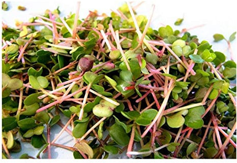 Organic Sprouting Seeds - Radish China Rose - 40GM