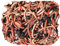 250g Tiger Composting Worms Axotel Includes Caring for Your Wormcity Worms Leaflet