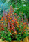 Fragantes Tango Hummingbird Mint 30 semillas - Agastache