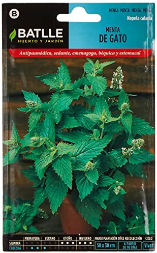 Semillas aromáticas de Battle - Menta de Gato (1g), vert