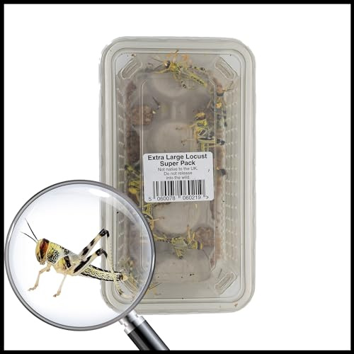 Livefoods4u XL Extra Large Locust Live Food (35-50mm) Super Tub of 15 - Perfect for Reptiles - Sustainably bred