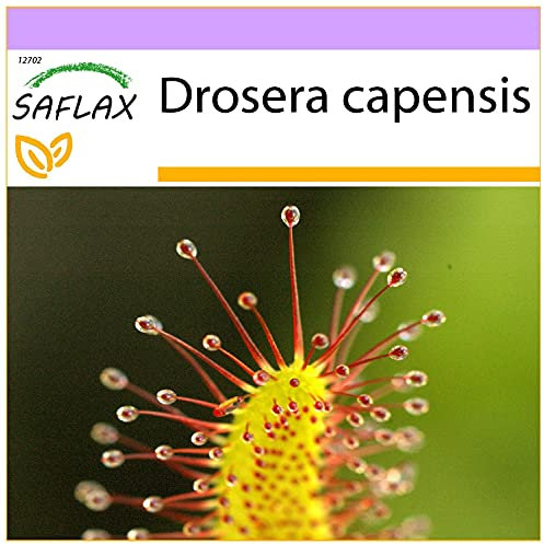 SAFLAX - Droséra du Cap - 200 graines - Drosera capensis