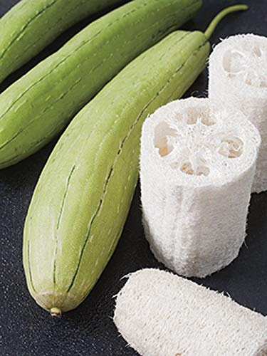 Las semillas de calabaza, semillas de Luffa Luffa calabaza esponja, 25 semillas, orgánicos, no gmo, crecen sus propias calabazas Luffa y descubrir aún más usos para este fascinante fruta, porosa !.